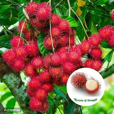 Zomoloco Rare Red Rambutan Hybrid Exotic Fruit See