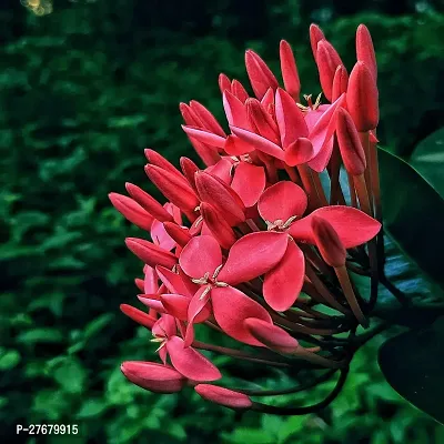 Zomoloco Trothic Ixora Chethi Red Plant Live Flowe