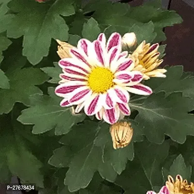 Zomoloco Shevanti Chrysanthemum White Pink P-thumb0