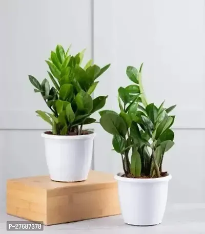 Zomoloco Live Air Purifying Indoor Zz Zamioculcas