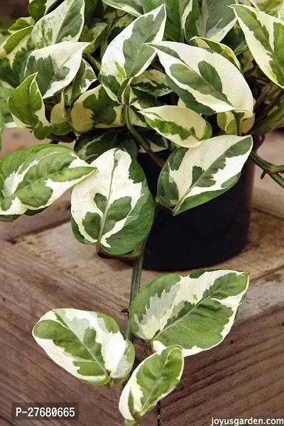 Zomoloco Mmg01 Money Plant-thumb0