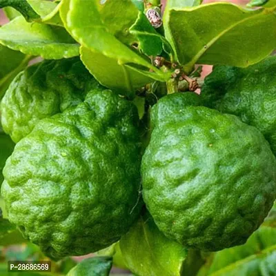 Zomoloco Lemon Plant Idlimbu, Sour orange, Citrus aurantium - Plant-thumb0