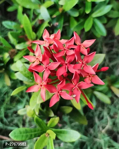 Zomoloco Trothic Ixora Chethi Red Plant Live Flowe-thumb0