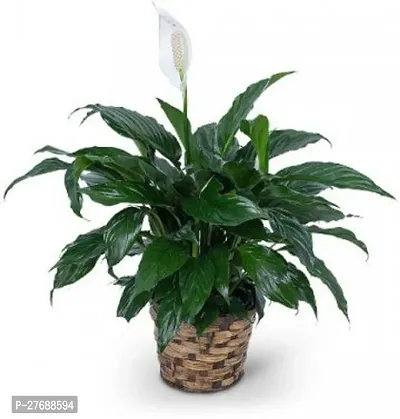 Zomoloco Peace Lily Or Spathiphyllum Live Plant Wh-thumb0