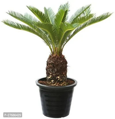 Zomoloco Cycas Revoluta Plant Live Plant Cf361 C-thumb0