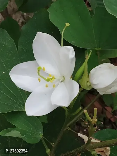 Zomoloco Kanchan Bauhinia Acuminata White Live F-thumb0