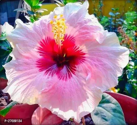 Zomoloco Hibiscus Live Plant Pg014 Hibiscus Plan-thumb0