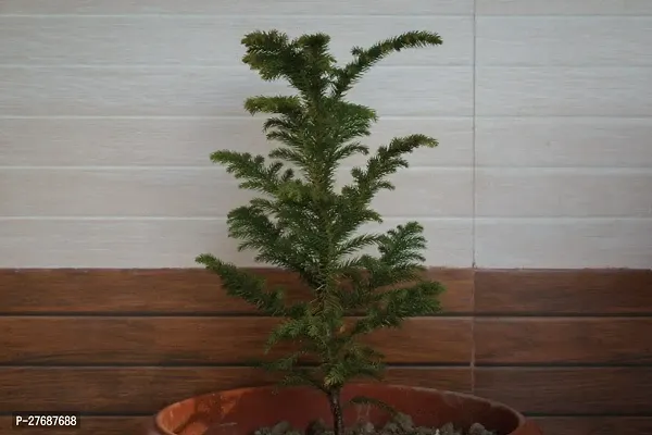 Zomoloco Live Christmas Plant Healthy Decorative