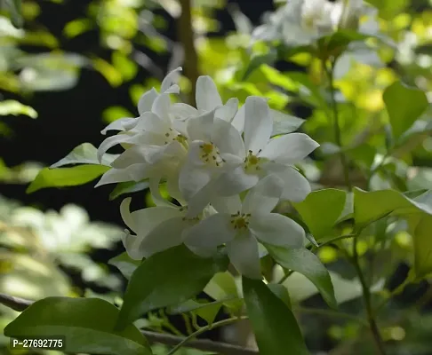 Zomoloco Kamini Flower Murraya Paniculata Plant C-thumb0