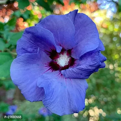 Zomoloco Hibiscus Yellow Live Flower Plant Cf4240-thumb0