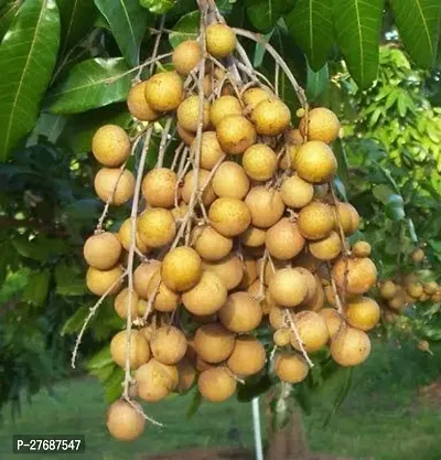 Zomoloco Rare Dwarf Longan Fruit Plant Thailand V