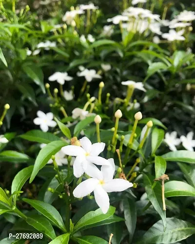 Zomoloco Jasmine Crepe Jasmine Chinese Tagor Nig-thumb0