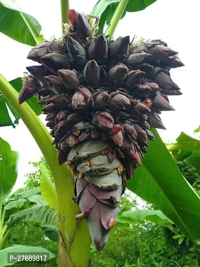 Zomoloco Hybrid Banana Live Plant For Fruiting G