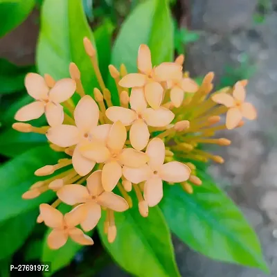 Zomoloco Trothic Ixora Chethi Yellow Plant Live Fl