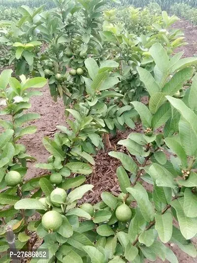 Zomoloco Guavamodellalitplant Cfo41 Guava Pl