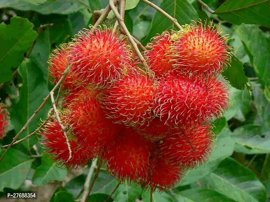 Zomoloco Rare Red Rambutan Hybrid Exotic Fruit See-thumb0