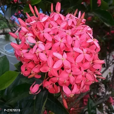 Zomoloco Trothic Ixora Chethi Red Plant Live Flowe-thumb0