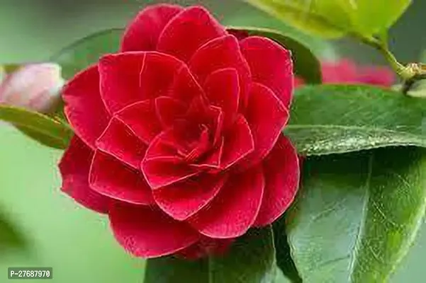 Zomoloco Red Camellia Healthy Flower Plant For Hom-thumb0