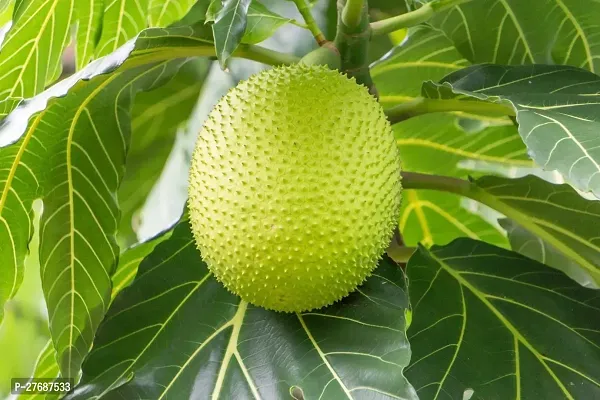 Zomoloco Live Breadfruit Plant Rare Dwarf Exotic A