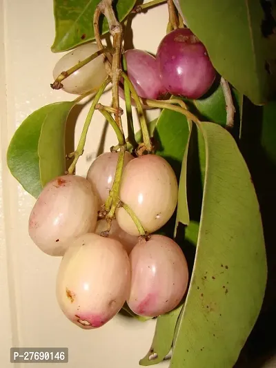 Zomoloco Grafted White Jamun Live Plant Cf139 Ja