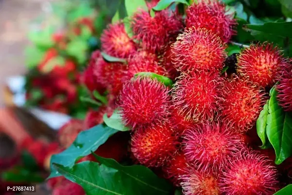 Zomoloco Rare Red Rambutan Hybrid Exotic Fruit See