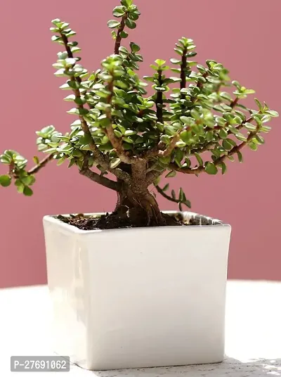 Zomoloco Jade Live Plant For Indoor Decoration C