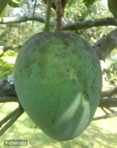 Zomoloco Himsagar Kishan Bhog Mango Grafted Hy