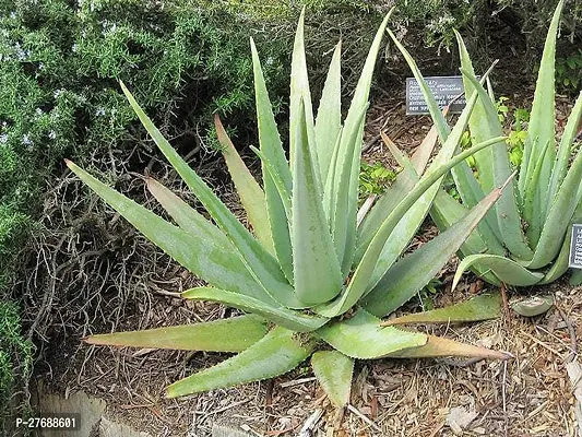 Zomoloco Aloe Vera Plant Cf00077 Aloe Vera Plant-thumb0