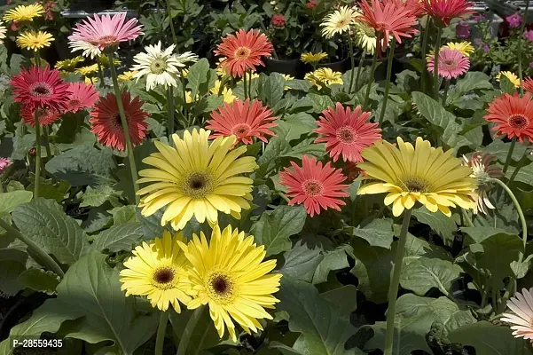 Zomoloco Gerbera Plant GERBERA PLANT-Z15-thumb2