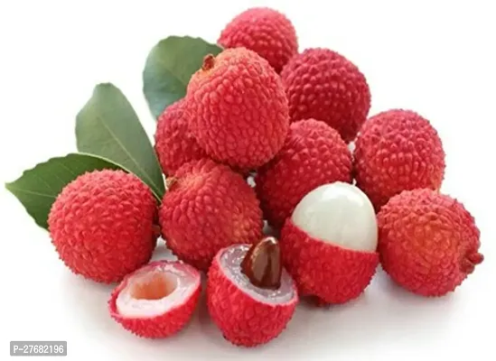 Zomoloco Sweet Litchi 15Ft Healthy Fresh Short-thumb0