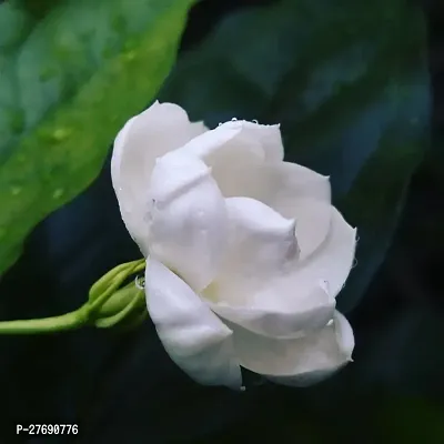 Zomoloco Arabian Jasmine Double Petal Live Flower-thumb0