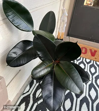 Zomoloco Live Rubber Plant For Indoor Home Decorat-thumb0