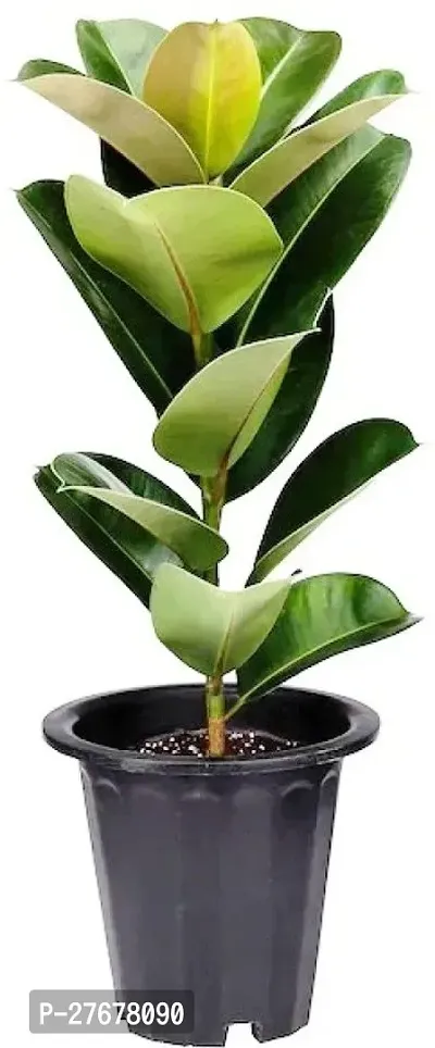 Zomoloco Ficus Latusa Ficus Plant