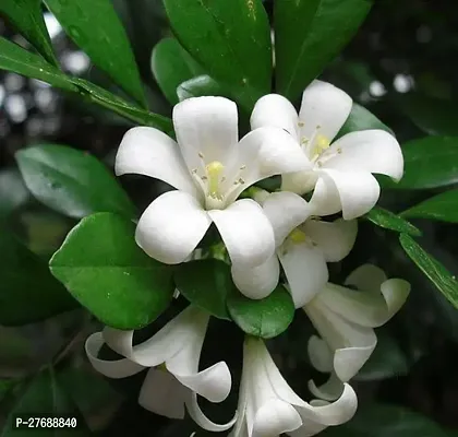 Zomoloco Kamini Flower Murraya Paniculata Plant C-thumb0