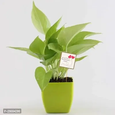 Zomoloco Money Plant Golden Money Plant in Green Pot with Valentine Day Tag-thumb0