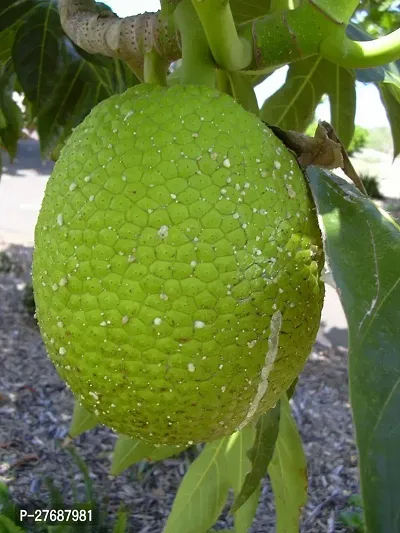 Zomoloco Live Breadfruit Plant Rare Dwarf Exotic A