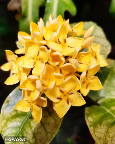 Zomoloco Trothic Ixora Chethi Yellow Plant Live Fl-thumb0