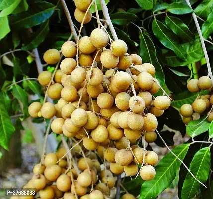 Zomoloco Rare Dwarf Longan Fruit Plant Thailand V