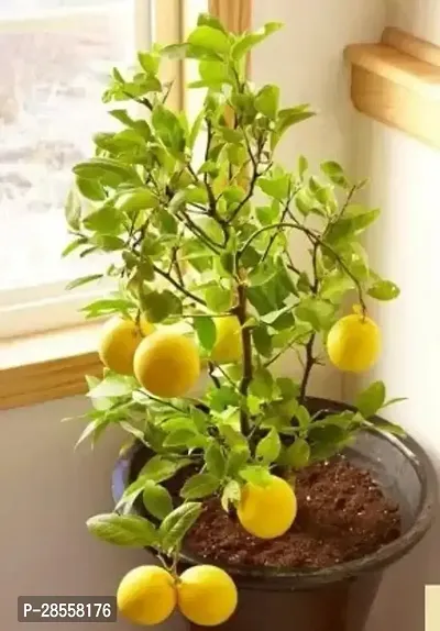 Zomoloco Lemon Plant fruit plant 0_1252-thumb0