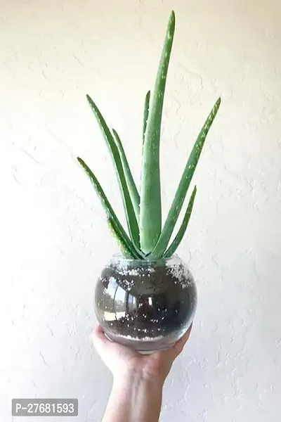 Zomoloco 1O111 Aloe Vera Plant-thumb0