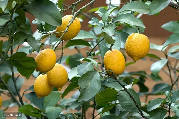 Zomoloco Interdonato Lemon Lemon Plant