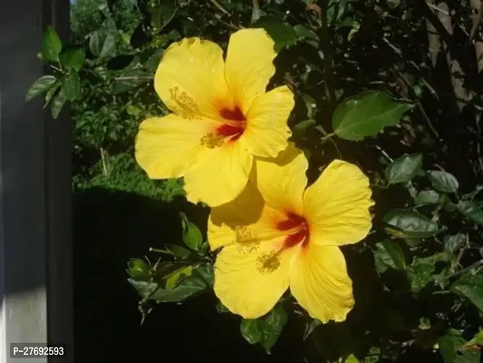 Zomoloco Hibiscus Yellow Cf300021 Hibiscus Plant-thumb0