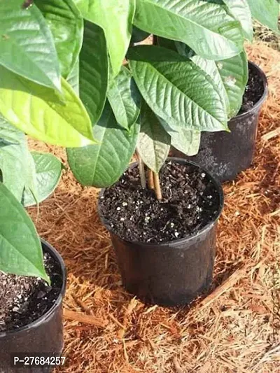 Zomoloco Custard Apple Plant9 Custard Apple Plant-thumb0