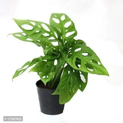 Zomoloco Broken Heart Indoor Plant With Air Purify-thumb0