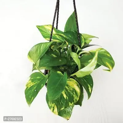 Zomoloco Money Plant Indoor Plant With Air Purifyi