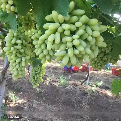 Zomoloco I411 Grapes Plant-thumb0