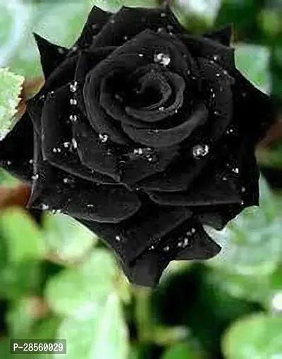 Zomoloco Rose Plant BLACK ROSE FLOWER PLANTS-thumb0