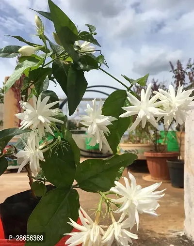 Zomoloco Jasmine Plant Bloom Jasmine Plant 003-thumb0