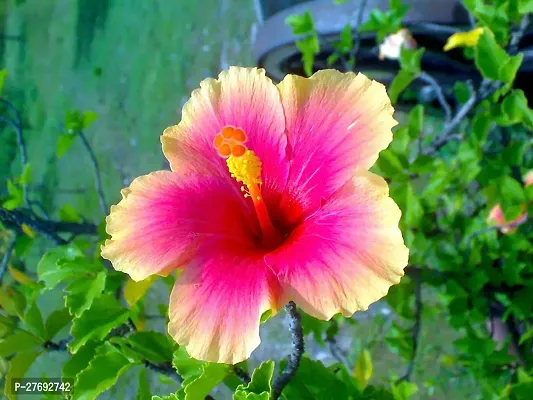 Zomoloco Hibiscus Yellow Red Plant Cf077 Hibis-thumb0