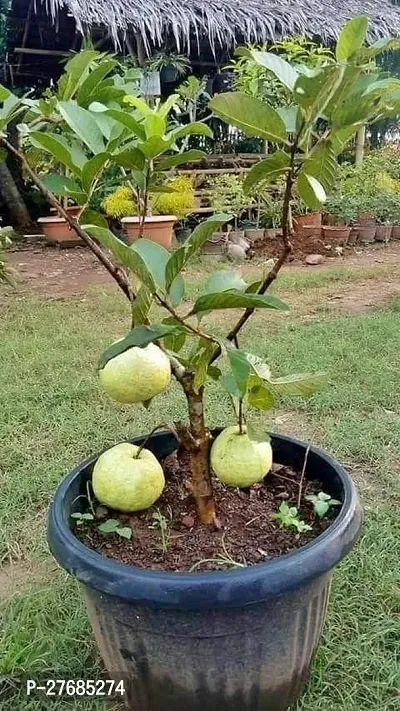 Zomoloco Hybrid Dwarf Variant Guava Live Plantcf-thumb0